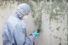 Trusted Inver Grove Heights, MN Mold Remediation Experts